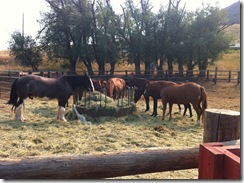 Horses in Chico Springs, MT