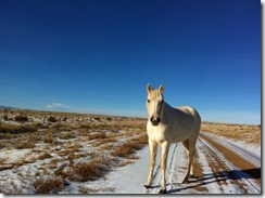 Horse in Chico Basin