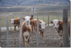 Cows waiting for their fitting.  South of Jackson, Wyoming