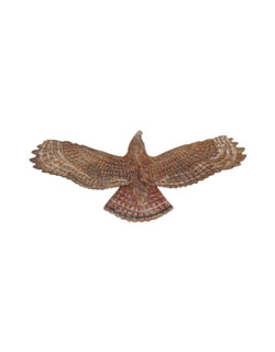 Red-tailed Hawk Pin