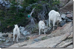 Mountain Goats