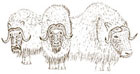 Qiviut is the under-fur of the musk ox, the warmest, softest wool known.