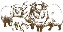 Merino Wool Sheep