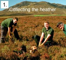 Collecting the Heather